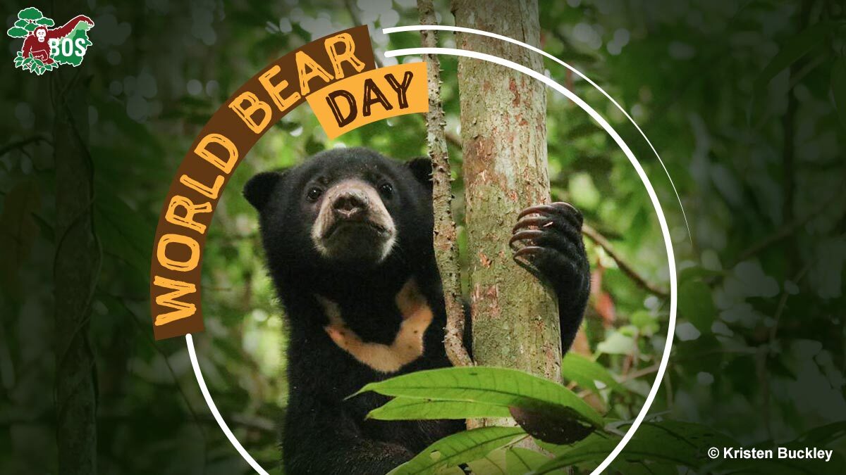 BorneoOSUK's tweet photo. The sun bear is the smallest of all the bear species, they are about the size of a Labrador retriever. 🐻
Are they arboreal? 🤔 Are their individual markings unique? 🧐 Learn more here! https://t.co/g0G79YlM86
#WorldBear Day #Conservation #WildlifeTrade #Deforestation https://t.co/uzTNKTKRoj