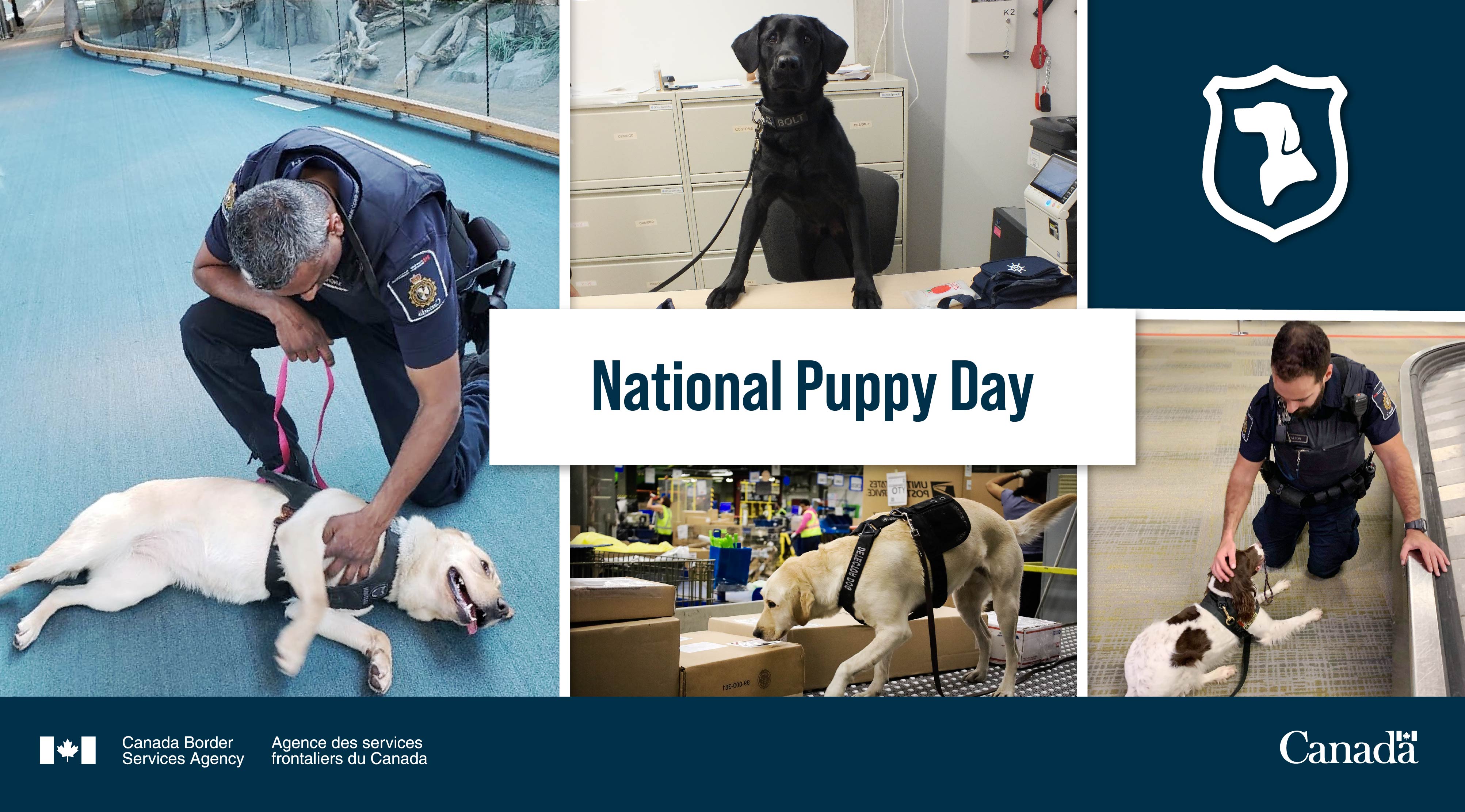 Can You Take Dogs Across The Canadian Border