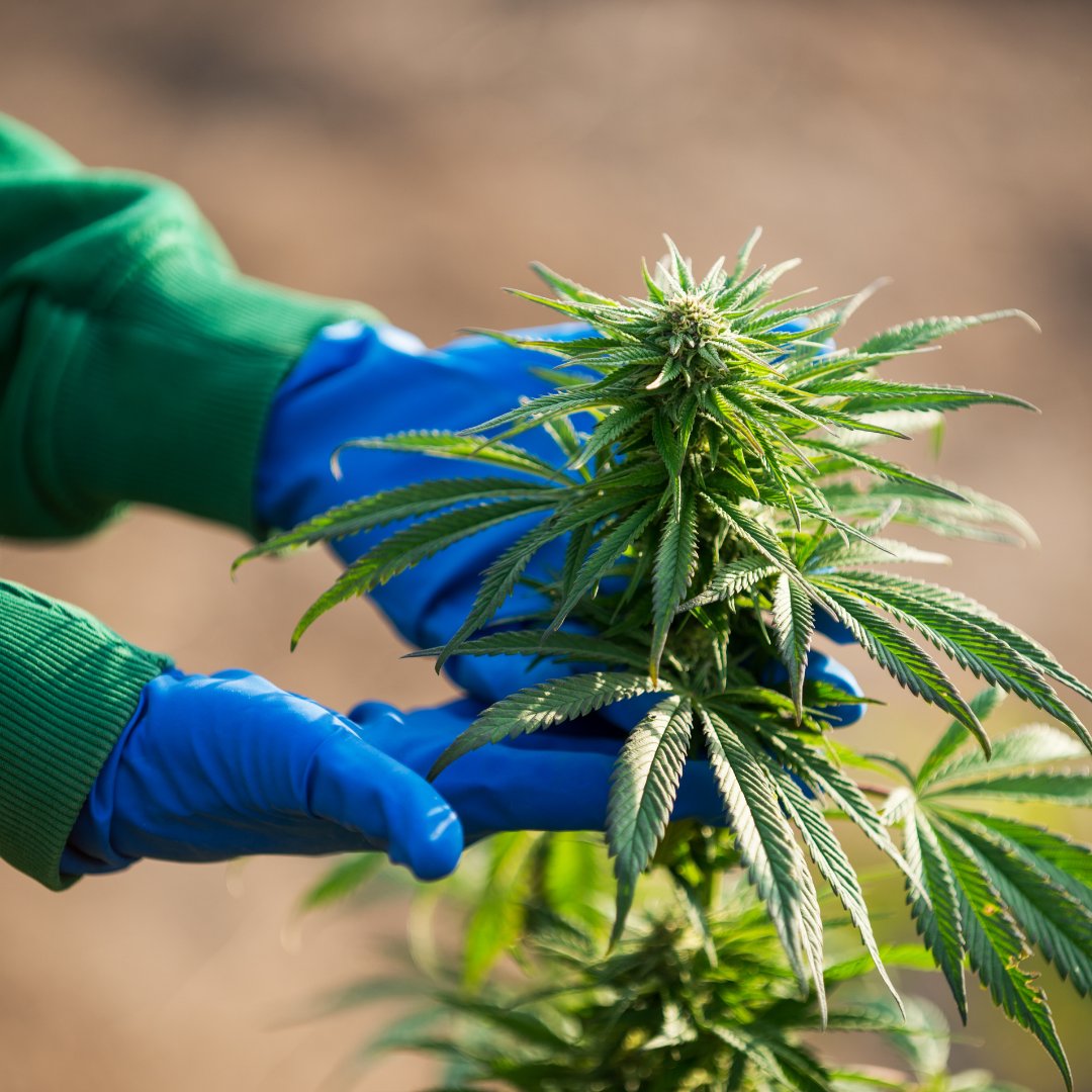 We move air gently through the grow giving our plants additional stimulation from the fresh air eliminating any fungus growth.  This naturally enhances flower pollination.