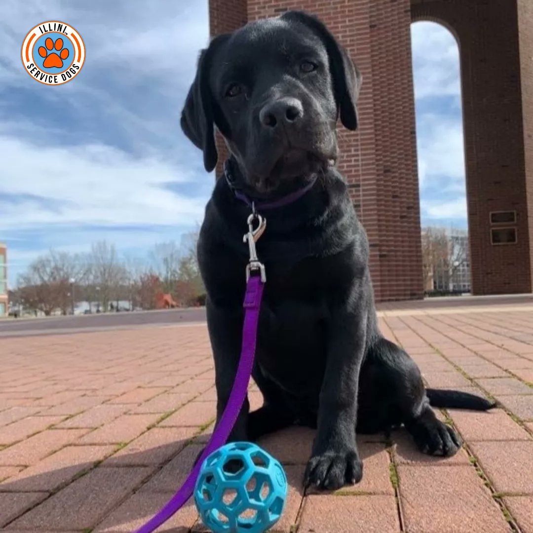 Illinidogs's tweet photo. Today is National Puppy Day! We wanted to share some throwbacks to each of our dogs as real little puppies- look at how much they have all grown! We are so grateful for all of the support we have received so that these pups can be a part of our program 💕 https://t.co/au50ePajcX