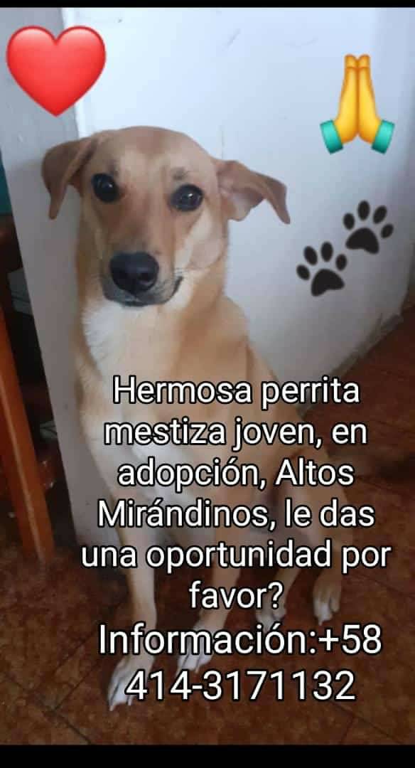Esta ternura de 🐕 #BuscaFamiliaAmorosa  Altos Mirandinos