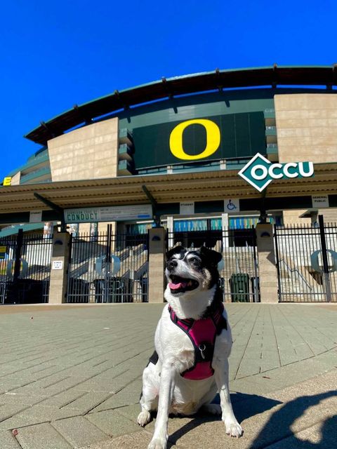 uoregon tweet picture