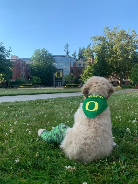 uoregon tweet picture