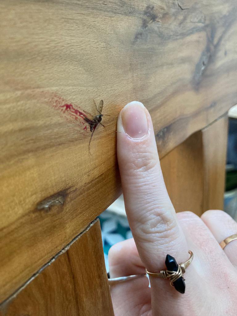 willstolerman's tweet photo. People say global warming ain’t a thing but if that’s true what’s a mosquito this size doing in my home in London in March? https://t.co/FZNircQv7q