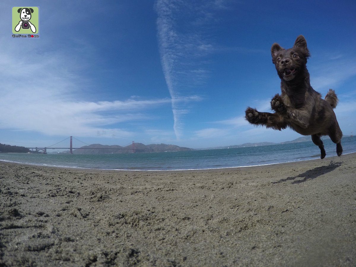 GoProCharlie1's tweet photo. GoPro Charlie sez next up for the Flying Furbaby photos at the Golden Gate #photoshoot is #superstar Coco! 🐶🚀🌉😎 @GoPro #goprodogs #goprocharlie #goldengatedogs #SanFrancisco #goldengatebridge #dogcelebration #landofdogs #DogsofTwitter 🐶🚀🌉😎 https://t.co/yKPPOLjM2y