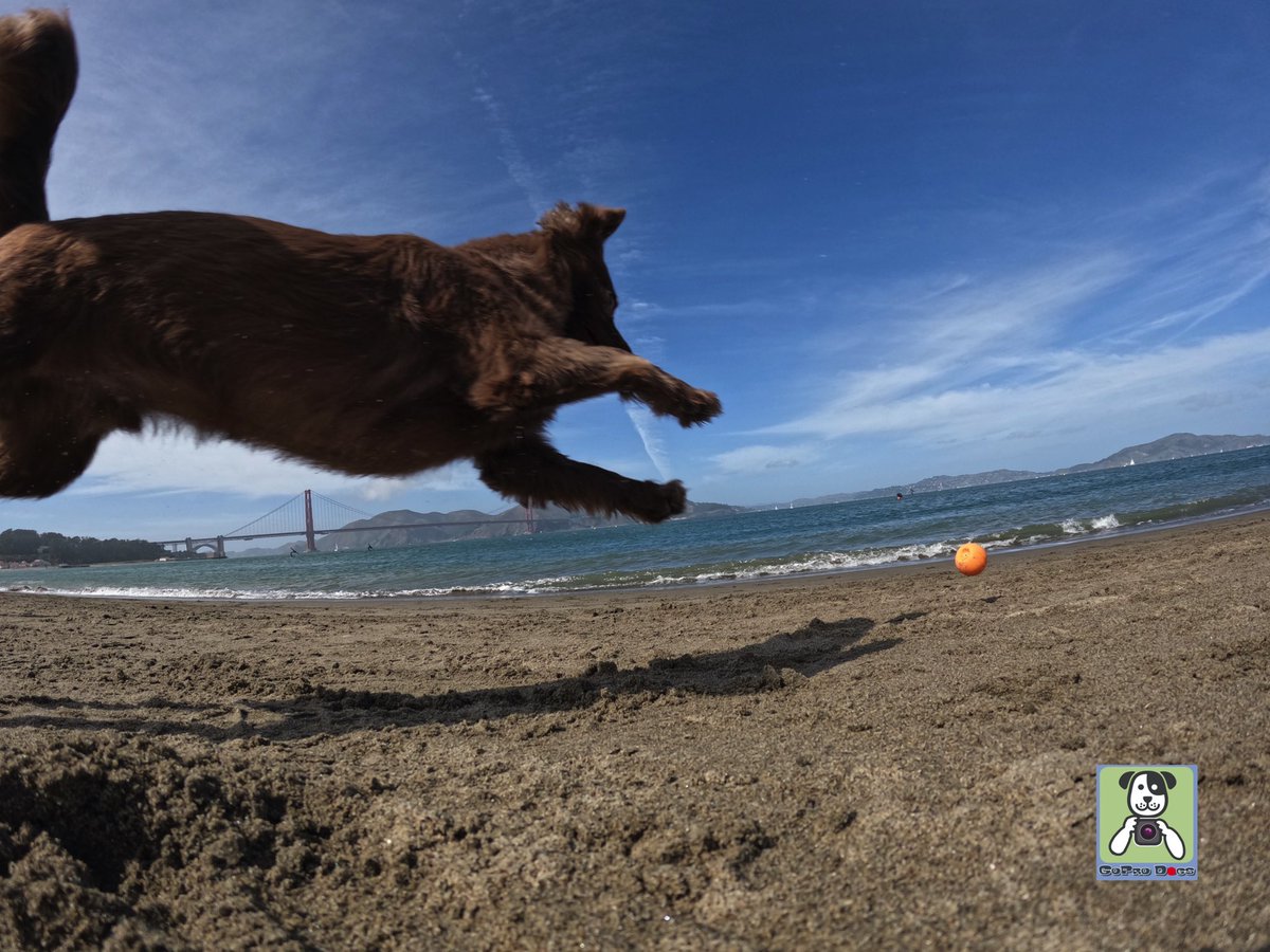 GoProCharlie1's tweet photo. GoPro Charlie sez next up for the Flying Furbaby photos at the Golden Gate #photoshoot is #superstar Coco! 🐶🚀🌉😎 @GoPro #goprodogs #goprocharlie #goldengatedogs #SanFrancisco #goldengatebridge #dogcelebration #landofdogs #DogsofTwitter 🐶🚀🌉😎 https://t.co/yKPPOLjM2y