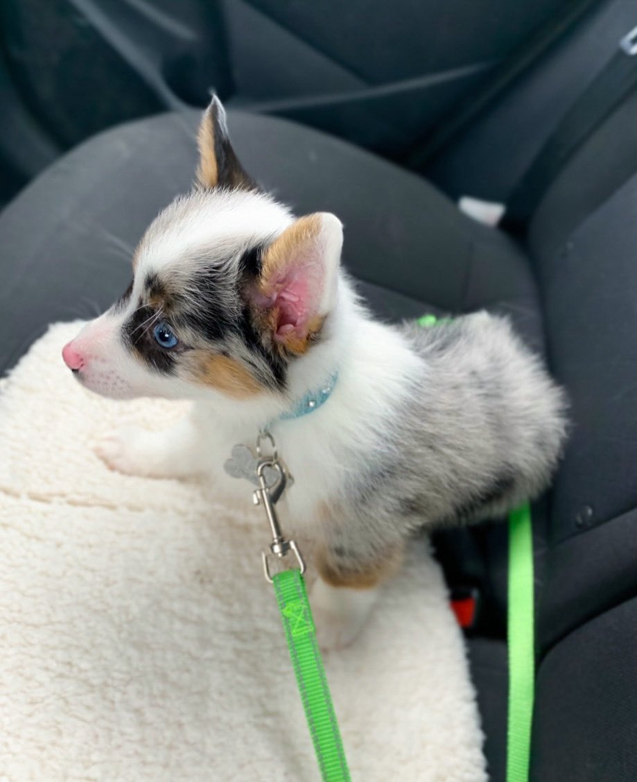 Happy national puppy day everyone!! #NationalPuppyDay