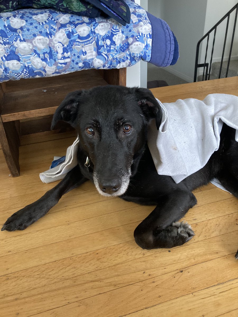 sdeedeeduke's tweet photo. @naomiyamamoto @Natl_PuppyDay Archie is the cutest puppy. 🥰What will he look like in 11 years? This is Luna after a walk in the rain this morning.☔️ https://t.co/eABeVU0qAG