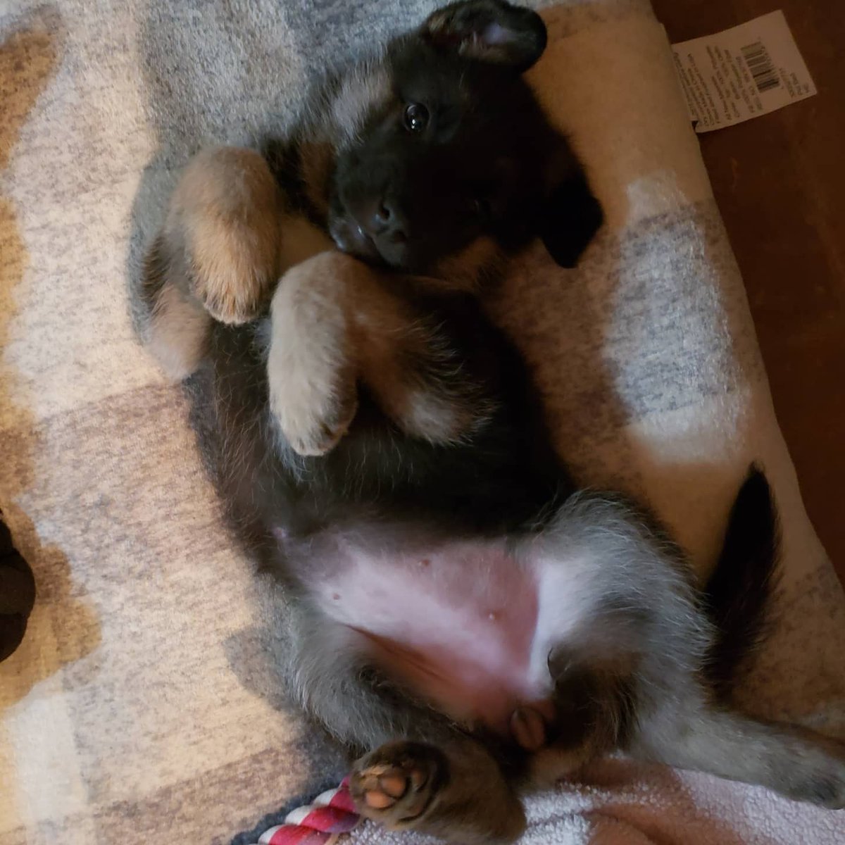 aaustinstevens's tweet photo. @Wipz Young Jager already knowing she was a queen. https://t.co/PzoXtkLV3c
