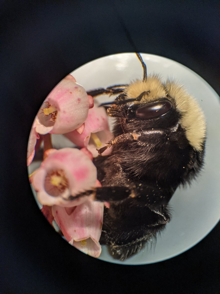 Melissodes's tweet photo. Yellow-faced bumblebee (B.vosnesenskii)! Several look alike species so had to flip the gal over and get some underside pics too https://t.co/0PhQ155LYq