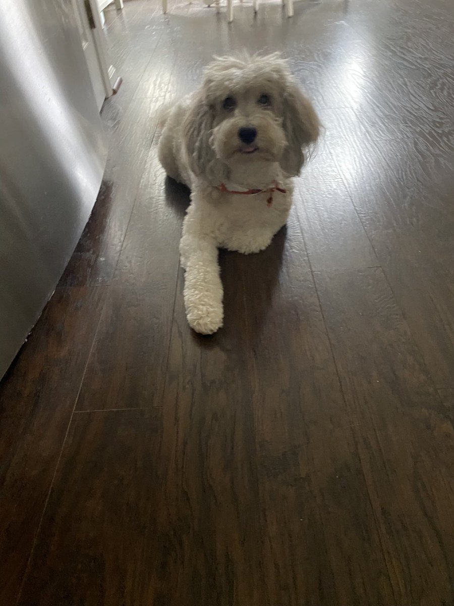 KV96005's tweet photo. @Rocky_Holcomb 3 is a handsome pup! Here’s Emmy &amp; Bear ❤️ https://t.co/Vz9DzAA1f3