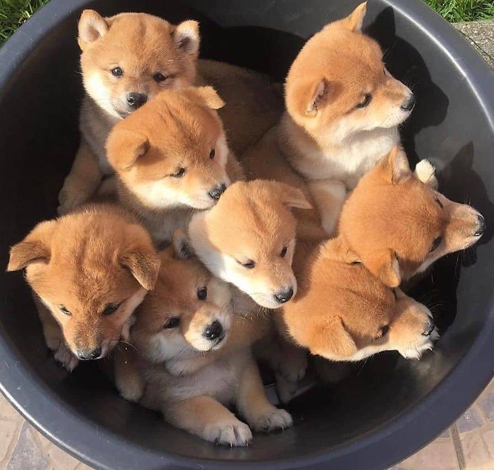 Hey #SHIBARMY today is #NationalPuppyDay 

If you had your own #SHIBA puppy what would you name it?