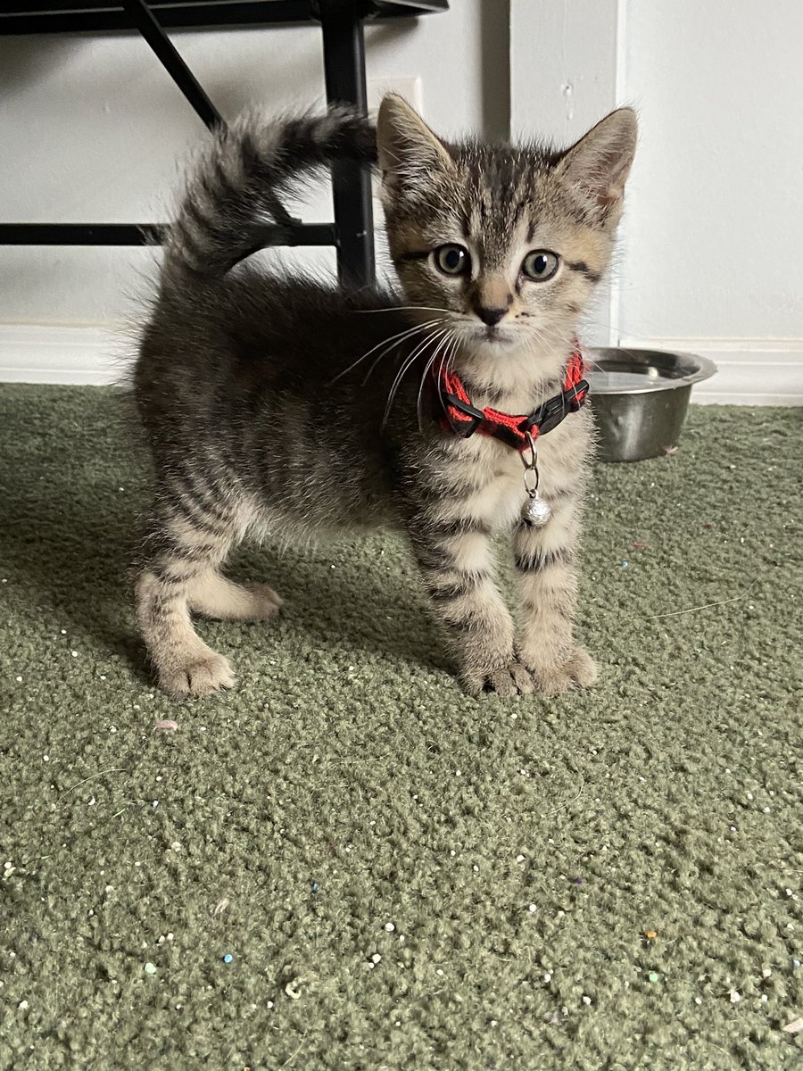 SableSarge's tweet photo. Anyone close to the St. Louis, MO area want a baby? Mama Nala is also available!! https://t.co/n4vCV72qJj