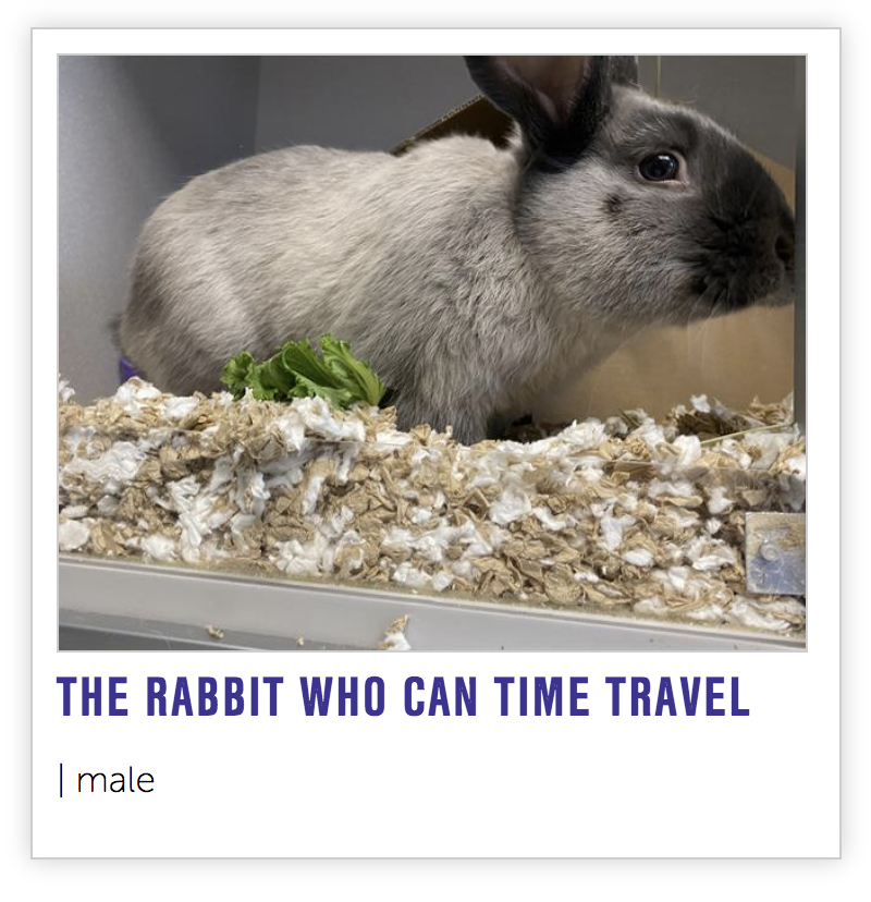 NEHumaneSociety's tweet photo. The Rabbit Who Can Time Travel has already been adopted, but here are some good photos of him in case you'd like to photoshop him into historical events 🐇 https://t.co/fG60fE1m6g