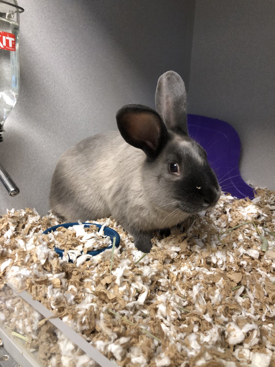 NEHumaneSociety's tweet photo. The Rabbit Who Can Time Travel has already been adopted, but here are some good photos of him in case you'd like to photoshop him into historical events 🐇 https://t.co/fG60fE1m6g