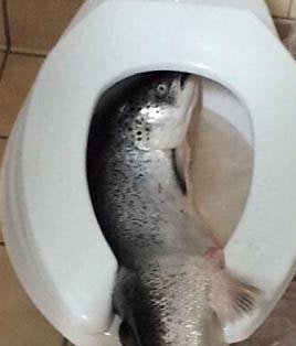 Het achterlaten van een vis in een van onze toiletten is geen sociaal wenselijk gedrag. Hopelijk zien wij dit niet nog een keer terug. ^ML