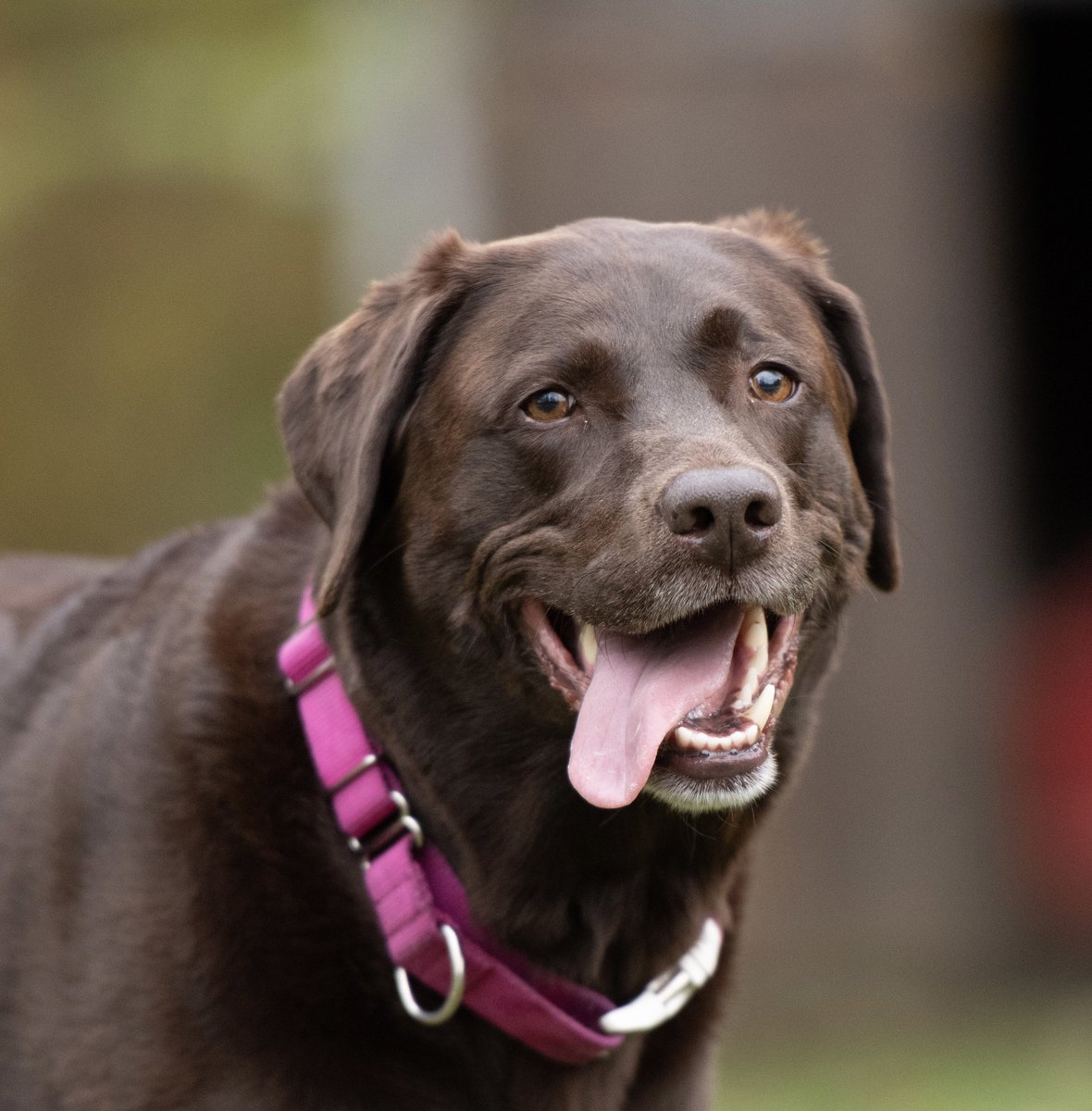CPHaesler's tweet photo. #NationalPuppyDay is today and everyday in our house. Love Roxy so much, she brings us so much laughter, joy, support and a little chaos 😉 https://t.co/7zOx1mgVWF