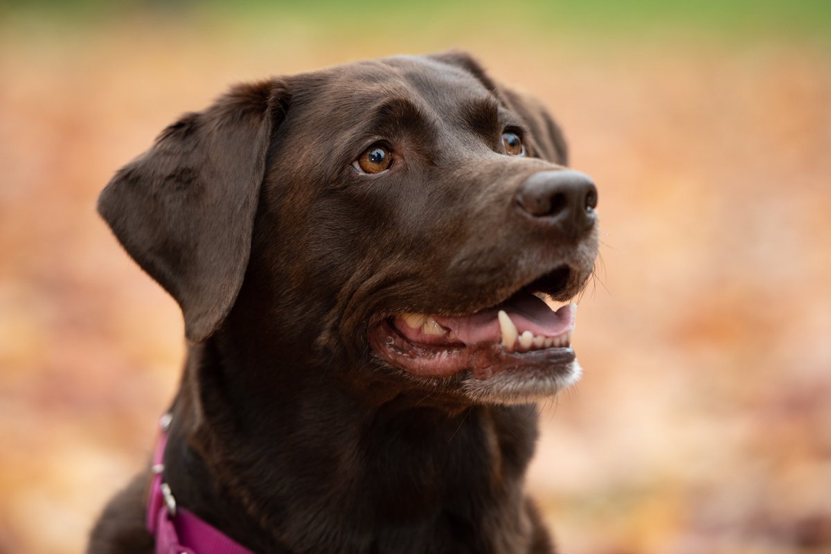 CPHaesler's tweet photo. #NationalPuppyDay is today and everyday in our house. Love Roxy so much, she brings us so much laughter, joy, support and a little chaos 😉 https://t.co/7zOx1mgVWF