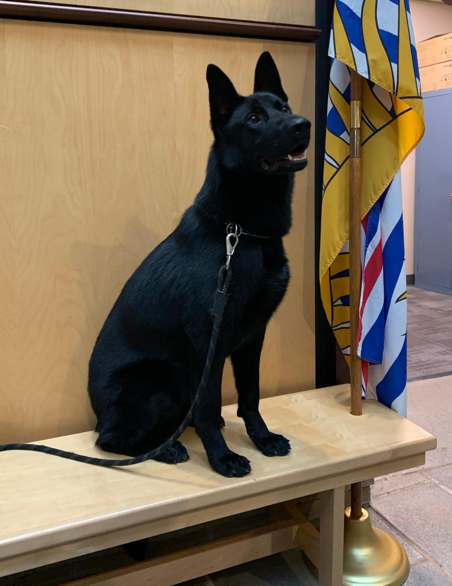 cqrcmp's tweet photo. Happy #NationalPuppyDay from our dogs in training: PPSD Norad, PPSD Paige and our trauma support dog Monk https://t.co/l6vyY9WT8E
