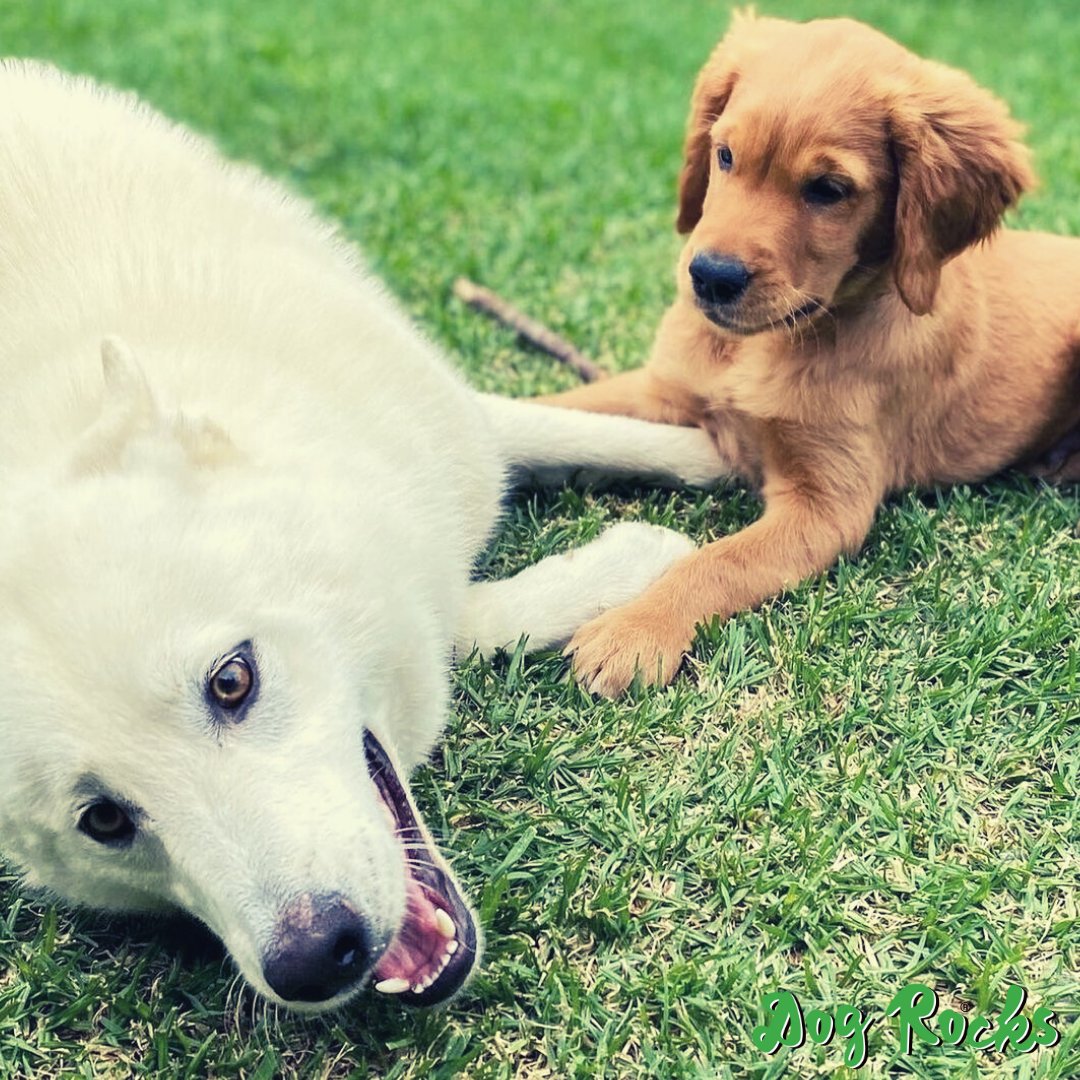 Are Dog Rocks Safe To Use