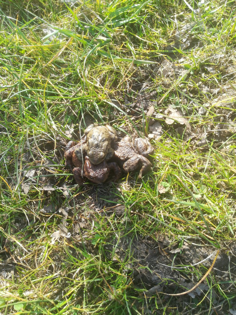 RGMeijer81's tweet photo. @pvenemadrenthe Nog zotter bij Deurzerdiep: dubbel intraspecifieke amplex van 2x Groene kikker op Gewone pad https://t.co/Y9YlTHk2pN