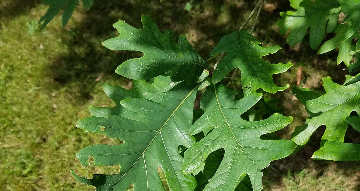 cincylibrary's tweet image. Visit our #41branches (punny, no?) April 1 for your free white oak tree seedling from Ohio Valley Forestry Fellowship. 🌱

More about the white oak: cinlib.org/3IivydC