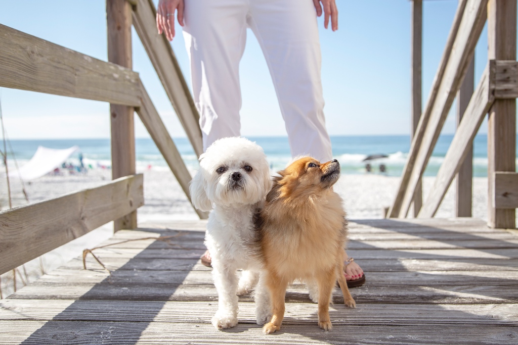 TheOceanReef's tweet photo. Meet Our Guests from Ozan, AR! Some of our favorite repeats have returned - only this time with their fur babies! See the pet-friendly 30A vacation home they stayed in here: https://t.co/P0BaXbyNAh
#DuneAllenBeach #SouthWalton #30A https://t.co/9cXeMdkyDM
