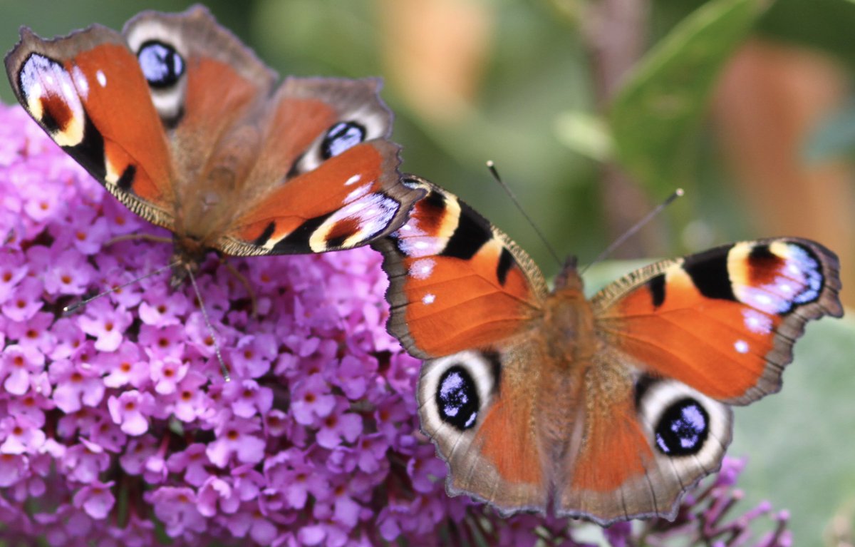 Dermotgardens's tweet photo. Beautiful Peacock butterflies feeling on a garden Buddleja. https://t.co/7tRLaq4gxj