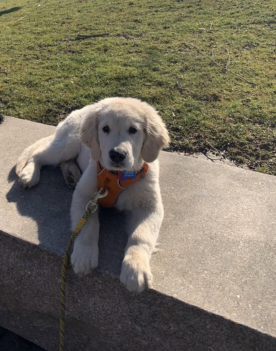 RiverfrontRecap's tweet photo. Happy National Puppy Day from the best good boy operations pup, Dock ❤️. 
(March 2020 &amp; 2022) https://t.co/BQ4evawluY
