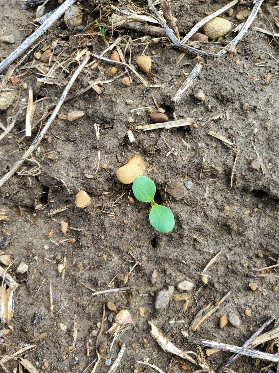 #Spring has arrived in Central Indiana! Green tip in #apple trees #crops, and giant ragweed emergence #weeds. These events have coincided in Central Indiana within a day or two ever since I have been taking these observations.