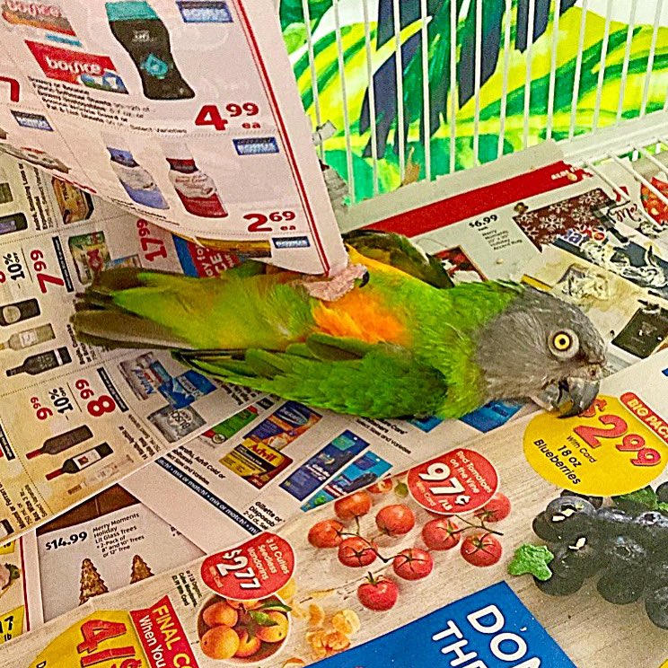 tracicarroll_'s tweet image. How Ricky and I feel today after a long week…and it’s only Wednesday. 🤣🤣#loveyourparrot #tracicarroll #texasparrotrescue