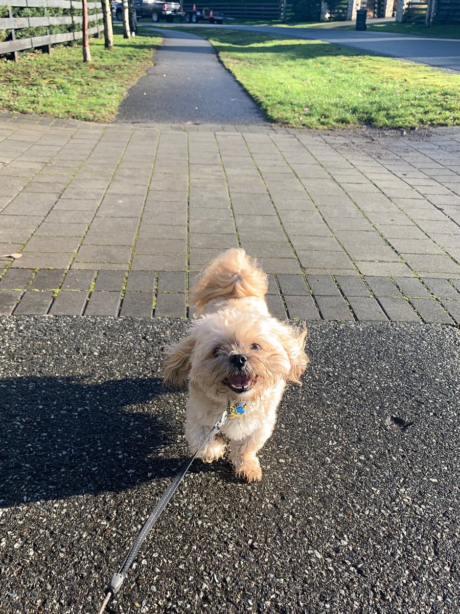 Happy #NationalPuppyDay Maddy.  We love ❤️ you!