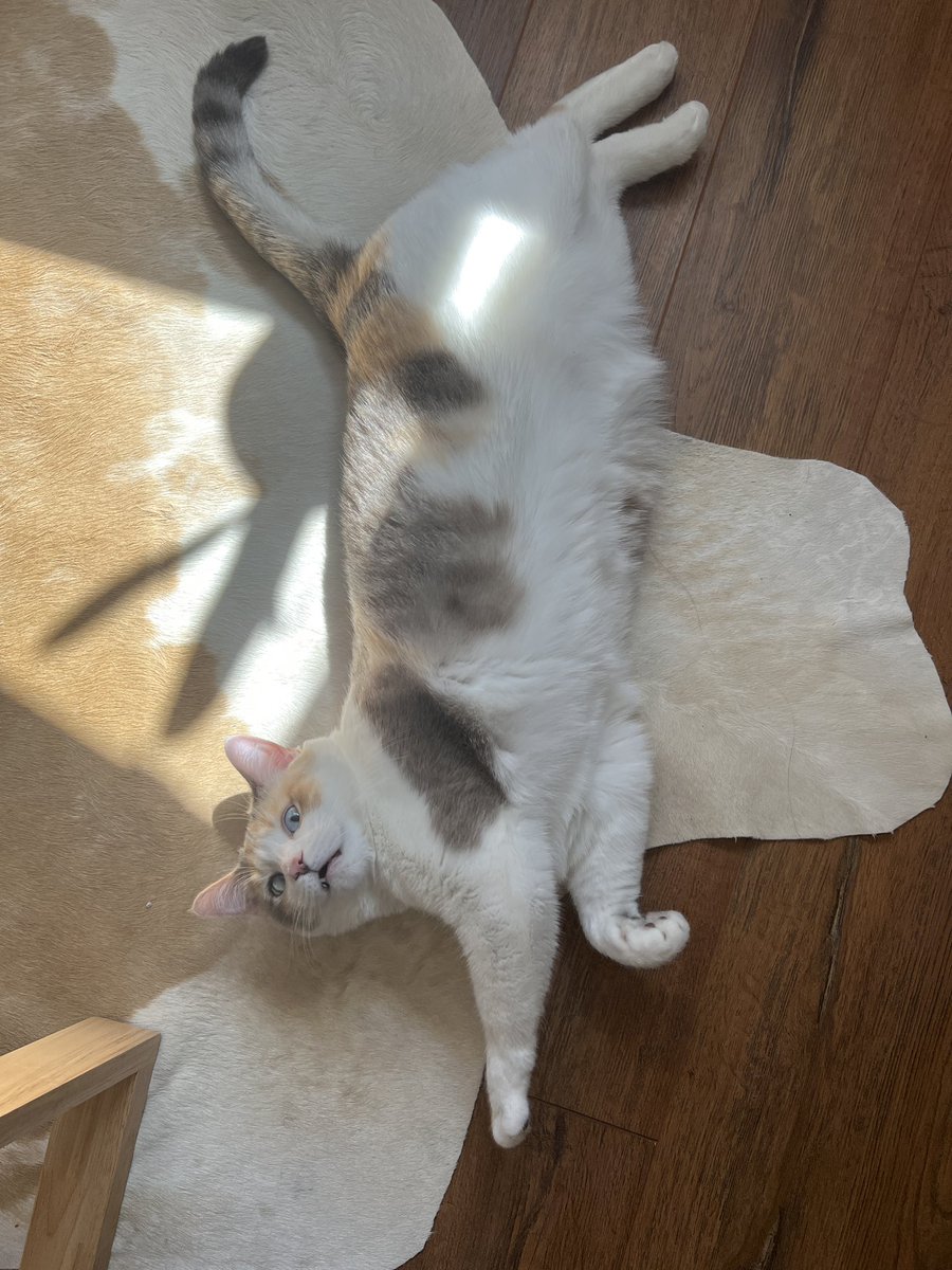 Panko A. Cat’s Mom tweet media