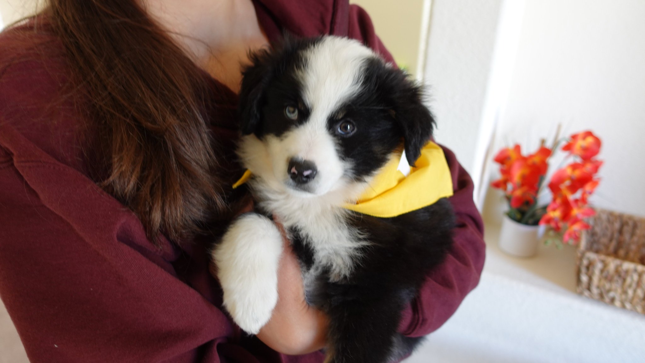 SirDimetrious on Twitter: 