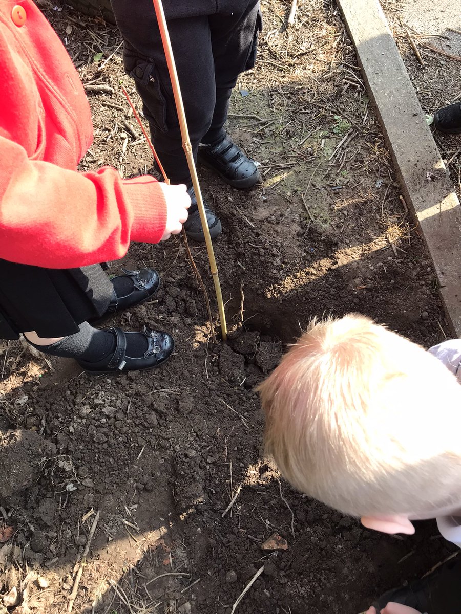 MrsBatemanFS's tweet image. From our youngest in nursery all through Primary to year 6 we have enjoyed our first jubilee experience - planting trees for the Queen’s green canopy.  Well done everyone. @QGCanopy @TheTreeCouncil @UnityBlackpool