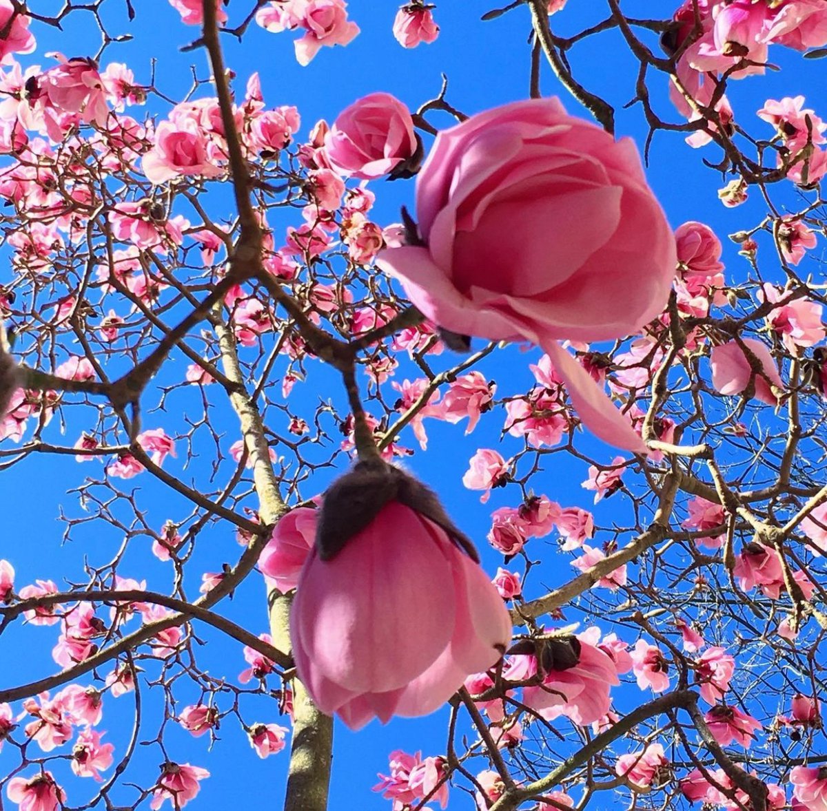 WestEndBIA's tweet photo. West End in full bloom. 🌸 #WeAmaze

📸: @taralowryphotography https://t.co/WbOgeiSfbE