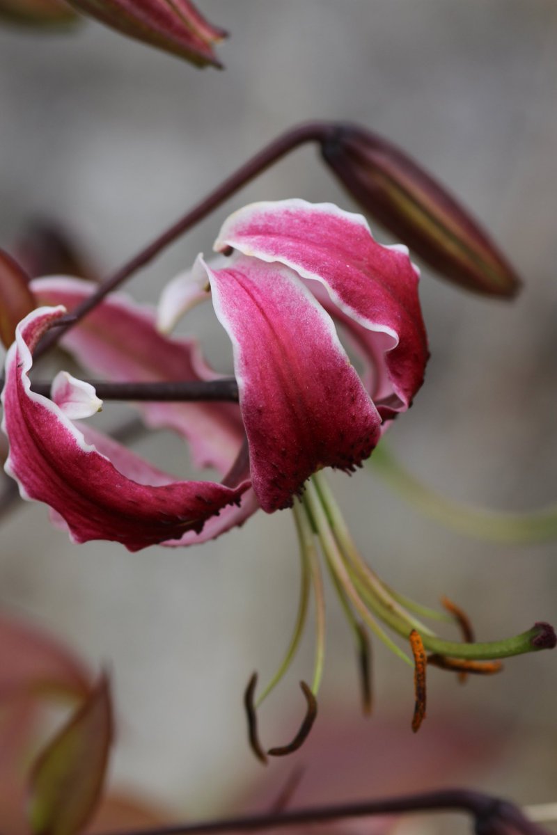 Dermotgardens's tweet photo. Lilium ‘Black Beauty‘covered with elegant Turks caps. https://t.co/JLbv9KrW0a