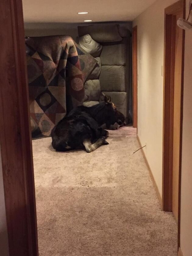 AbadabaBoy's tweet image. False advertising, I have a pet moose and people on Halo had told me to mute my mic because he was eating too loud in the background. I would appreciate taking down this ad as it is once again going against your advertising with this product. Many thanks and best regards 🙏