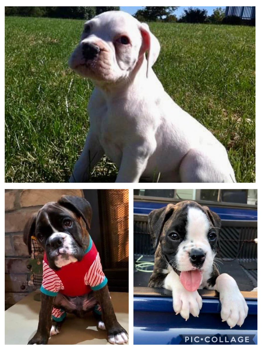 boxermom1416's tweet photo. #HappyNationalPuppyDay
My 3 babies as young pups.
#LillyPearlC
#MaverickKaneC
#DarlaJaneCS
#Boxerlife #boxerpups https://t.co/IzrrhuHzGq