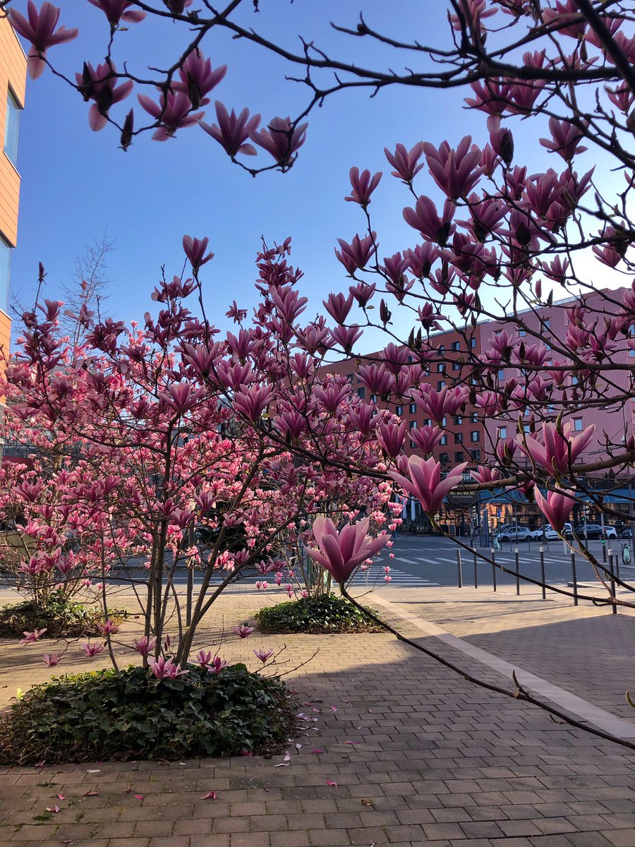 Blandine_42's tweet photo. Le printemps est bien là… 🌸🌸🌸 #saintetienne @saint_etienne_ https://t.co/oMvCx1WER6