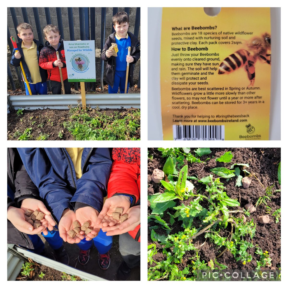 nenaghcns's tweet photo. A perfect day for some gardening😊 We scattered Bee bombs and our Strawberries and potatoes are loving the sunshine🌞😀🌿🌱🌳
#greenschoolsire #biodiversity #biodive @greenschoolsire @BioInSchools @_applegreen__ https://t.co/gGulYCyGWQ