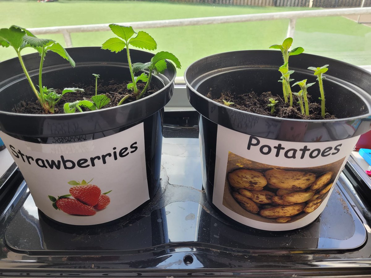 nenaghcns's tweet photo. A perfect day for some gardening😊 We scattered Bee bombs and our Strawberries and potatoes are loving the sunshine🌞😀🌿🌱🌳
#greenschoolsire #biodiversity #biodive @greenschoolsire @BioInSchools @_applegreen__ https://t.co/gGulYCyGWQ