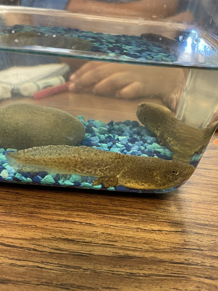 soniacova1's tweet photo. Meet our tadpoles! Area, Perimeter, Cause, and Effect 🤗😂 @ASJohnston1 @IrvingISD #FluentInSuccess https://t.co/kBrGK6g0MV