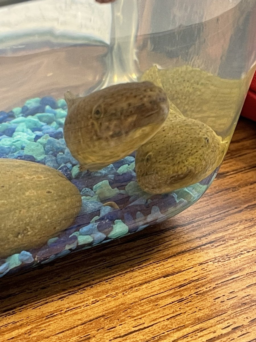 soniacova1's tweet photo. Meet our tadpoles! Area, Perimeter, Cause, and Effect 🤗😂 @ASJohnston1 @IrvingISD #FluentInSuccess https://t.co/kBrGK6g0MV