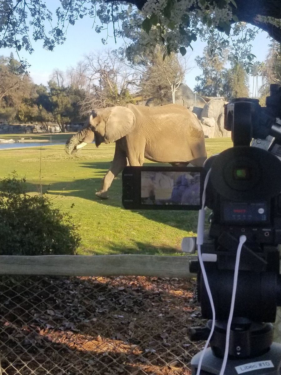 Well isn't this just my luck. Filming the wide open spaces of the <a href="/FresnoZoo/">Fresno Chaffee Zoo</a> when suddenly an elephant walks in front of the camera.😲😲😲 See my Zoo package today at 4pm only <a href="/FSFocusTV/">Fresno State Focus</a> #mcj199