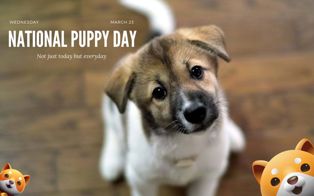BabyDoge's tweet photo. Happy #NationalPuppyDay great to see #BabyDoge trending today.

We challenge every community in crypto to do more to help save #Doges https://t.co/k9RXgWL5Fe