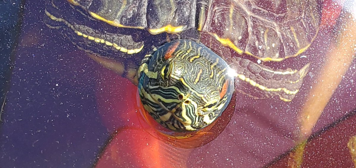 MommaMetz's tweet photo. Enjoying the sunshine today is best 🐢 in the 🌎 Bookie “Maurice” Metz. @mookiebetts #namesake https://t.co/reySYDj99O