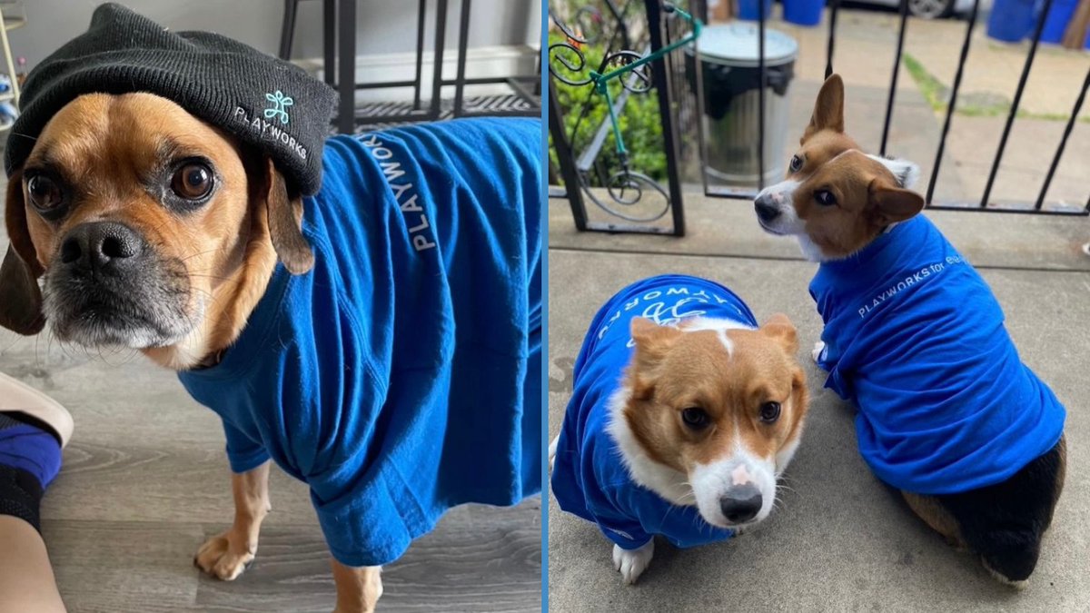 Happy #NationalPuppyDay ! We know these Playworks pups are PAWSitively adorable, but did you know looking at pictures of cute animals can improve focus? Don't believe us, check out the study ow.ly/3CpE50IqEfv #wednesdaywisdom