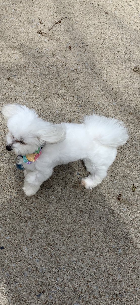 Just back from da groomies and da wind messed my new do up. Dey will say Brinklee is gone with da wind 🤣🐾🐾❤️🤗 #dogsoftwitter #puppyproblems