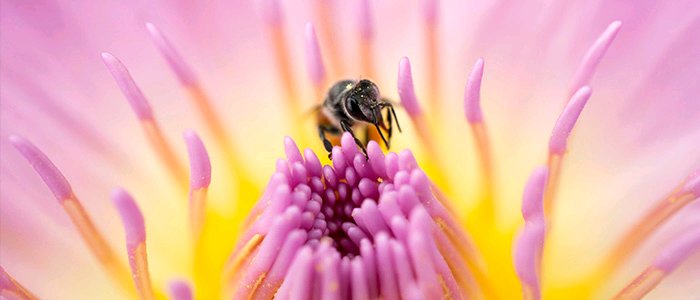 UmayaJonathan's tweet photo. Pollinators are vital to creating and maintaining the habitats and ecosystems that many animals as well as humans rely on for food and shelter. Modern beekeeping is part of #ClimateAction  @calped4devt @bridge_thatgap  #ClimateActionKD https://t.co/j1mdnZiKOI